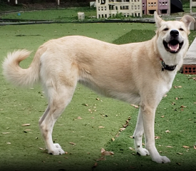 Kai Taking In The New Smells And Surroundings